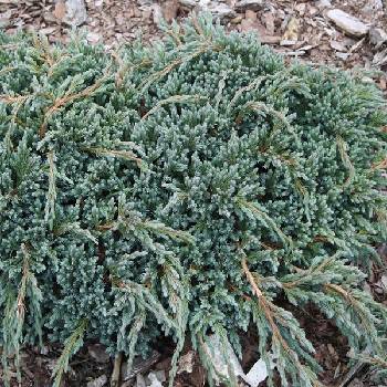 Можжевельник чешуйчатый Juniperus squamata 'Blue Spider' 